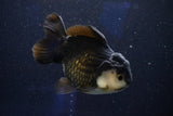 Short Body Thai Oranda  Panda 4 Inch (ID#1001To14a-50) Free2Day SHIPPING