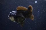 Short Body Thai Oranda  Panda 4 Inch (ID#1001To14a-50) Free2Day SHIPPING