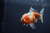 Yuan Bao Oranda  Calico 4 Inch (ID#1217Yb10b-62) Free2Day SHIPPING