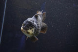 Short Body Thai Oranda  Panda 4 Inch (ID#1001To14a-50) Free2Day SHIPPING