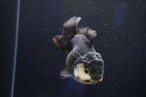 Short Body Thai Oranda  Panda 4 Inch (ID#1001To14a-50) Free2Day SHIPPING