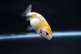 Baby Ranchu  Calico 2.5 Inch (ID#1015R9c-56) Free2Day SHIPPING