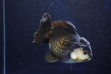 Short Body Thai Oranda  Panda 4 Inch (ID#1001To14a-50) Free2Day SHIPPING