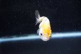 Baby Ranchu  Calico 2.5 Inch (ID#1015R9c-56) Free2Day SHIPPING