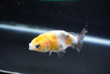 Baby Ranchu  Calico 2.5 Inch (ID#1015R9c-56) Free2Day SHIPPING