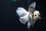 Thai Oranda  Panda 6 Inch (ID#1101To6b-101)