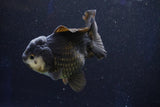 Short Body Thai Oranda  Panda 4 Inch (ID#1001To14a-50) Free2Day SHIPPING