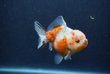 Yuan Bao Oranda  Calico 4 Inch (ID#1217Yb10b-62) Free2Day SHIPPING