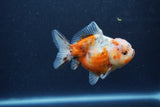 Yuan Bao Oranda  Calico 4 Inch (ID#1217Yb10b-62) Free2Day SHIPPING