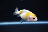 Baby Ranchu  Calico 2.5 Inch (ID#1015R9c-56) Free2Day SHIPPING