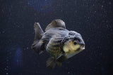 Short Body Thai Oranda  Panda 4 Inch (ID#1001To14a-50) Free2Day SHIPPING