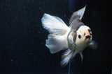 Thai Oranda  Panda 6 Inch (ID#1101To6b-101)