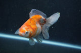 Ryukin Long Tail Calico 4.5 Inch (ID#408Ry8a-5) Free2Day SHIPPING