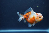 Yuan Bao Oranda  Calico 4 Inch (ID#1217Yb10b-62) Free2Day SHIPPING