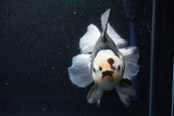 Thai Oranda  Panda 6 Inch (ID#1101To6b-101)