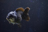 Short Body Thai Oranda  Panda 4 Inch (ID#1001To14a-50) Free2Day SHIPPING