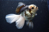 Thai Oranda  Panda 6 Inch (ID#1101To6b-101)