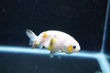 Baby Ranchu  Calico 2.5 Inch (ID#1015R9c-57) Free2Day SHIPPING