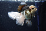 Thai Oranda  Panda 6 Inch (ID#1101To6b-101)