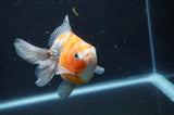 Ryukin Long Tail Calico 4.5 Inch (ID#408Ry8a-5) Free2Day SHIPPING