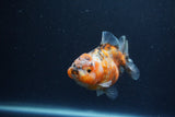 Yuan Bao Oranda  Calico 3.5 Inch (ID#1217Yb10b-63) Free2Day SHIPPING