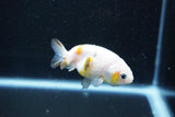 Baby Ranchu  Calico 2.5 Inch (ID#1015R9c-57) Free2Day SHIPPING