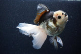 Thai Oranda  Panda 6 Inch (ID#1101To6b-101)