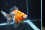 Ryukin Long Tail Calico 4.5 Inch (ID#408Ry8a-5) Free2Day SHIPPING