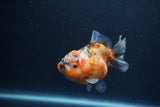 Yuan Bao Oranda  Calico 3.5 Inch (ID#1217Yb10b-63) Free2Day SHIPPING