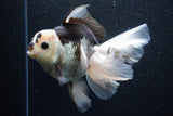 Thai Oranda  Panda 6 Inch (ID#1101To6b-101)