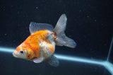 Ryukin Long Tail Calico 4.5 Inch (ID#408Ry8a-5) Free2Day SHIPPING