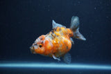 Yuan Bao Oranda  Calico 3.5 Inch (ID#1217Yb10b-63) Free2Day SHIPPING