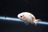 Baby Ranchu  Calico 2.5 Inch (ID#1015R9c-57) Free2Day SHIPPING