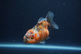 Yuan Bao Oranda  Calico 3.5 Inch (ID#1217Yb10b-63) Free2Day SHIPPING