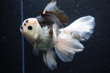 Thai Oranda  Panda 6 Inch (ID#1101To6b-101)