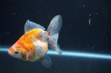 Ryukin Long Tail Calico 4.5 Inch (ID#408Ry8a-5) Free2Day SHIPPING