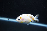 Baby Ranchu  Calico 2.5 Inch (ID#1015R9c-57) Free2Day SHIPPING