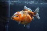 Yuan Bao Oranda  Calico 3.5 Inch (ID#1217Yb10b-63) Free2Day SHIPPING