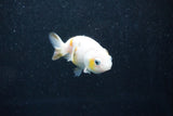 Baby Ranchu  Calico 2.5 Inch (ID#1015R9c-57) Free2Day SHIPPING