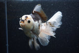 Thai Oranda  Panda 6 Inch (ID#1101To6b-101)