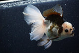 Thai Oranda  Panda 6 Inch (ID#1101To6b-101)