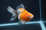 Ryukin Long Tail Calico 4.5 Inch (ID#408Ry8a-5) Free2Day SHIPPING