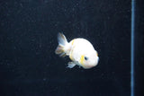 Baby Ranchu  Calico 2.5 Inch (ID#1015R9c-57) Free2Day SHIPPING