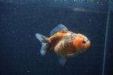 Yuan Bao Oranda  Calico 3.5 Inch (ID#1217Yb10b-63) Free2Day SHIPPING