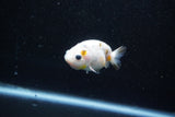 Baby Ranchu  Calico 2.5 Inch (ID#1015R9c-57) Free2Day SHIPPING