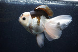 Thai Oranda  Panda 6 Inch (ID#1101To6b-101)