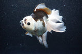 Thai Oranda  Panda 6 Inch (ID#1101To6b-101)