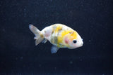 Baby Ranchu  Calico 2 Inch (ID#1015R9c-58) Free2Day SHIPPING