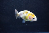 Baby Ranchu  Calico 2 Inch (ID#1015R9c-58) Free2Day SHIPPING