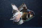 Thai Oranda  Tricolor 6 Inch (ID#1101To6b-102)